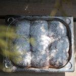 HOSTINÁŘ - tvarohové buchty Zlín